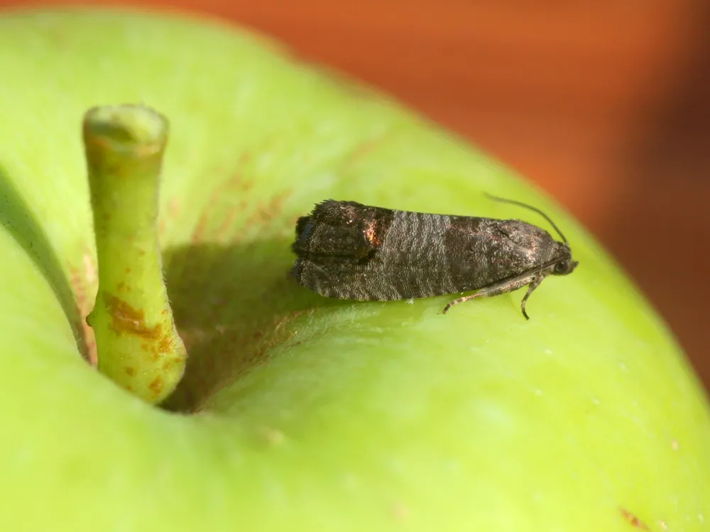 Flora IPM Elma İç Kurdu Feromonu