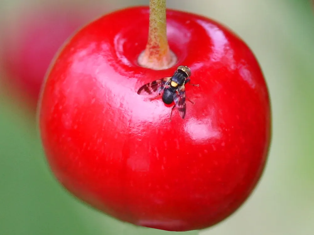 Flora IPM Kiraz Sineği Feromonu