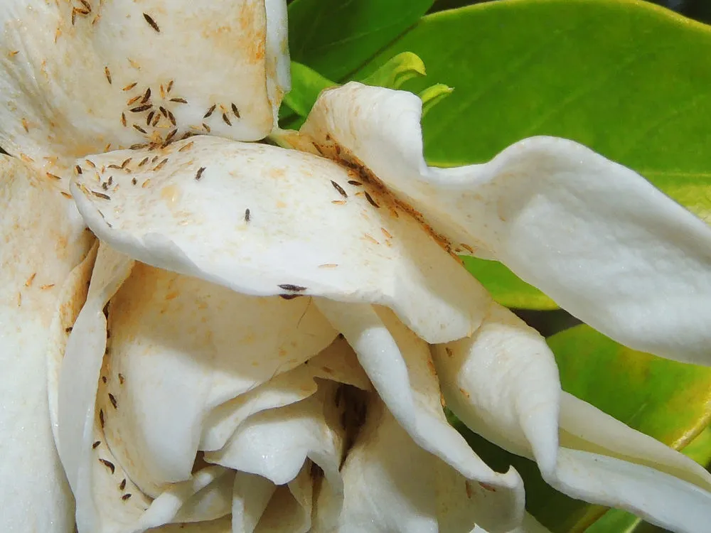 Flora IPM Batı Çiçek Trips Feromonu