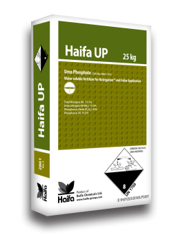 Haifa Haifa UP