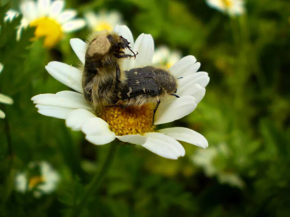 Flora IPM Bakla Zınnı Feromonu
